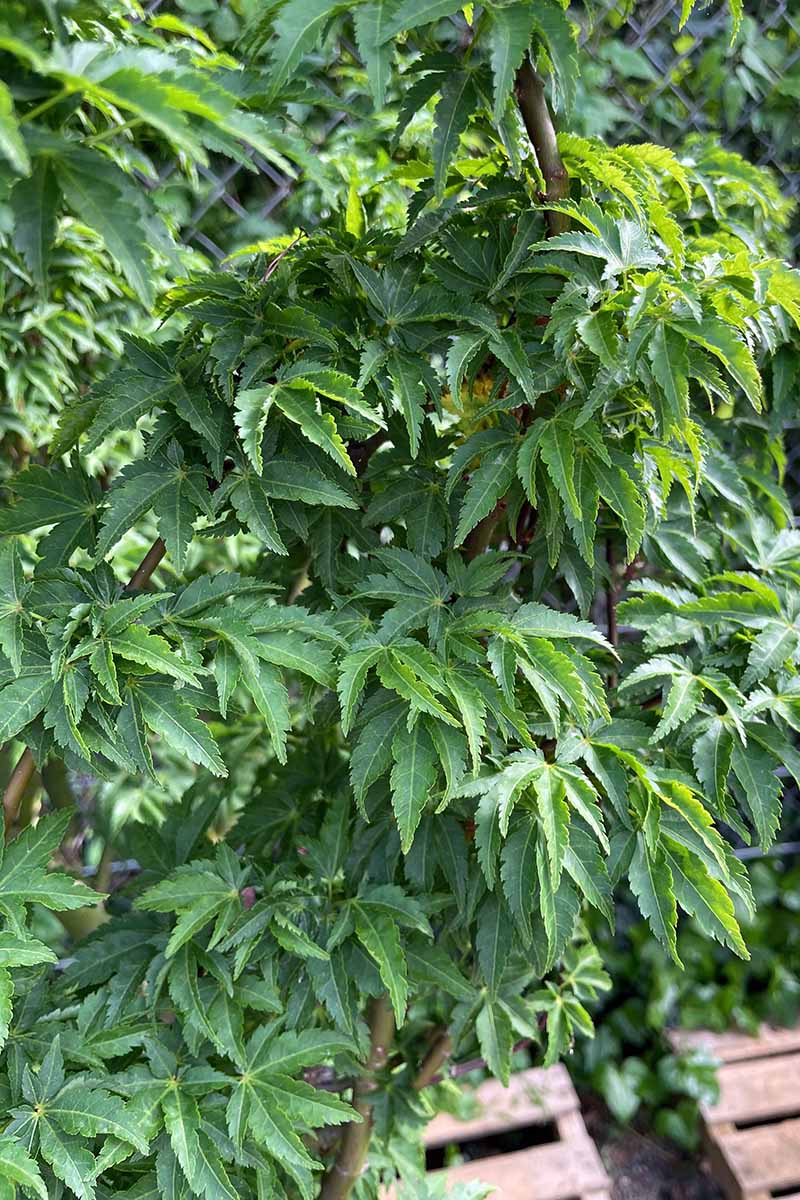 A close up vertical image of Acer palmatum 'Lions Head' growing in the garden.