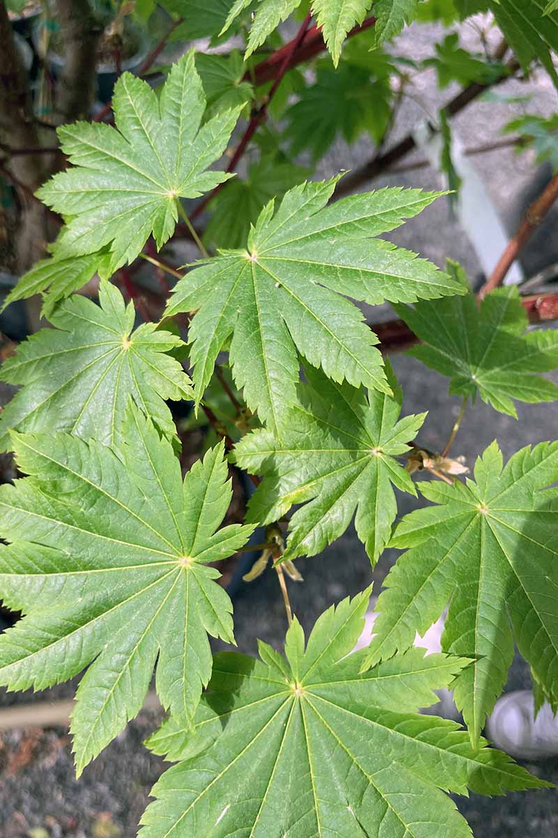 A close up vertical image of the palmate leaves of a Japanese maple tree growing in a container pictured on a soft focus background.