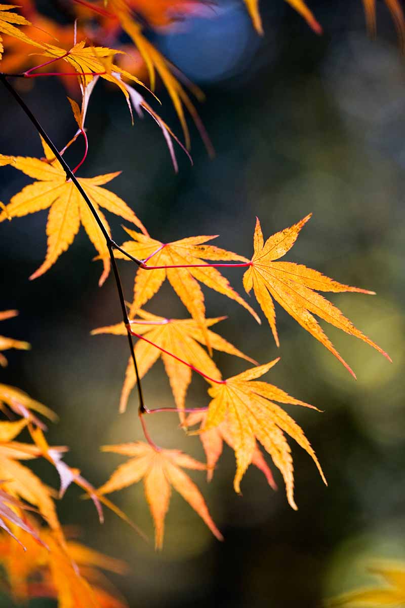 A close up vertical image of a pinebark type Acer palmatum tree pictured on a soft focus background.