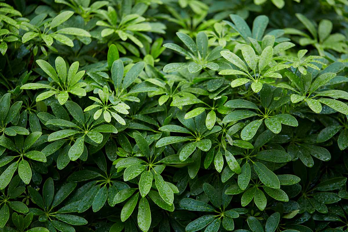 A close up horizontal image of a dwarf umbrella tree growing in the garden with droplets of water on the foliage.