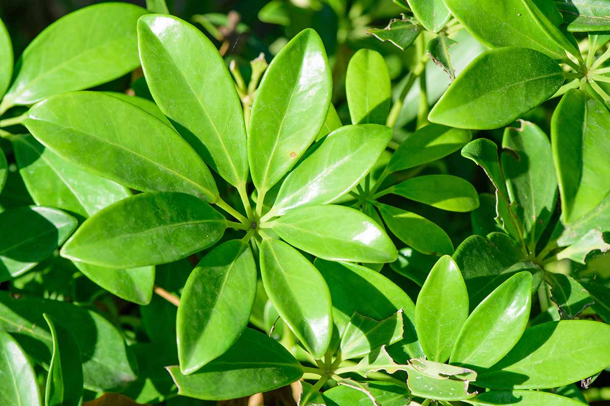 A close up horizontal image of the shiny green foliage of Schefflera umbrella tree pictured in bright sunshine.