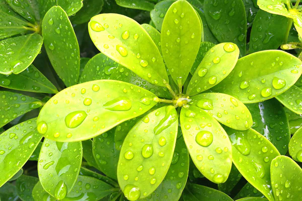 A close up horizontal image of the foliage of an umbrella tree growing in a pot at a garden nursery.