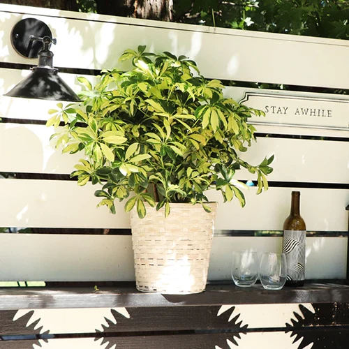 A close up square image of a potted 'Trinette' with variegated foliage set on an outdoor shelf.