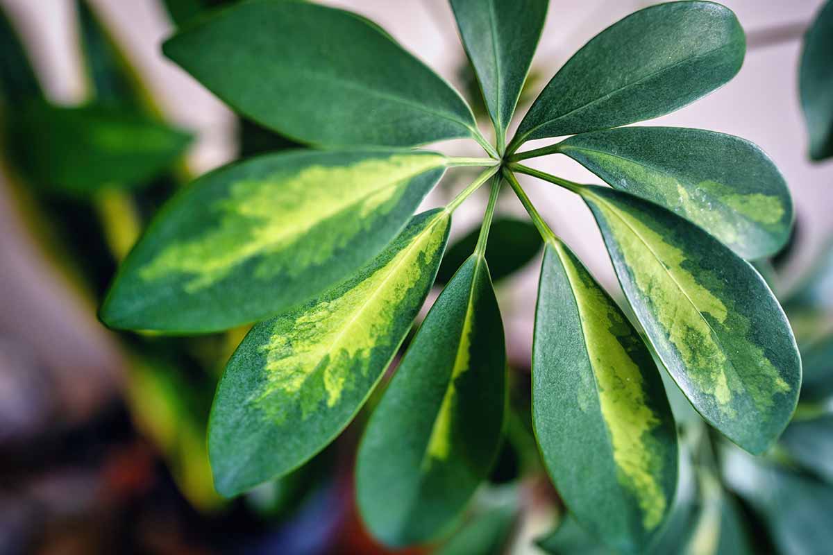 A close up horizontal image of the variegated foliage of an umbrella tree (aka Schefflera) growing indoors.