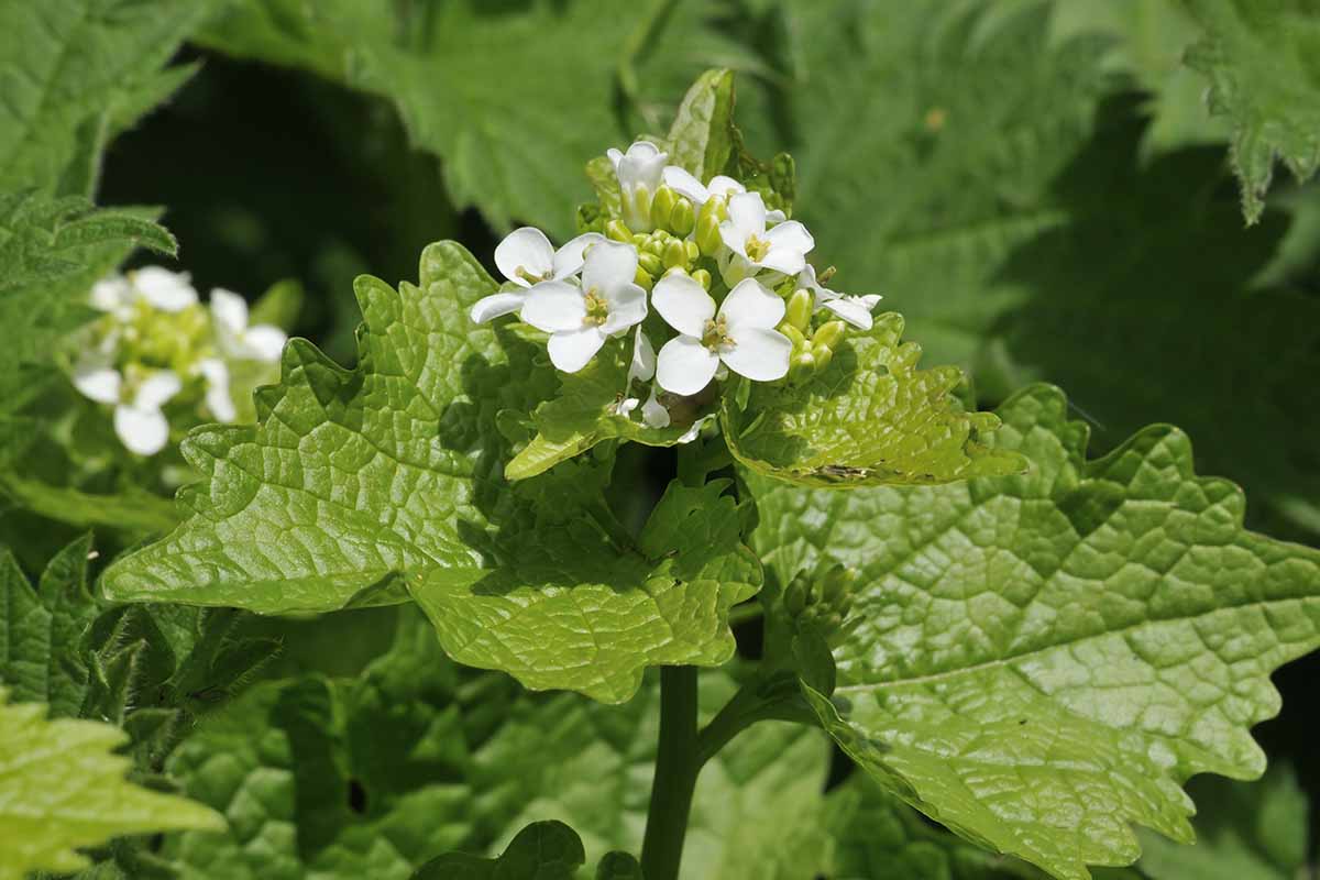 A close up horizontal image of small white flowers of garlic mustard growing in bright sunshine.