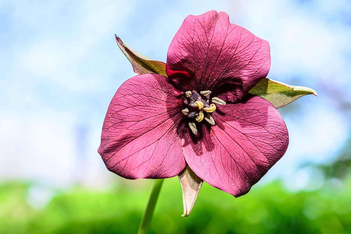 A close up horizontal image of a single pink Trillium sucatum wildflower pictured in bright sunshine on a blue sky background.