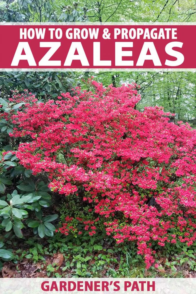 A pink azalea bush covered in blossoms grows in a shady garden, beside a taller rhododendron bush with springtime trees with bright green young foliage in the background.