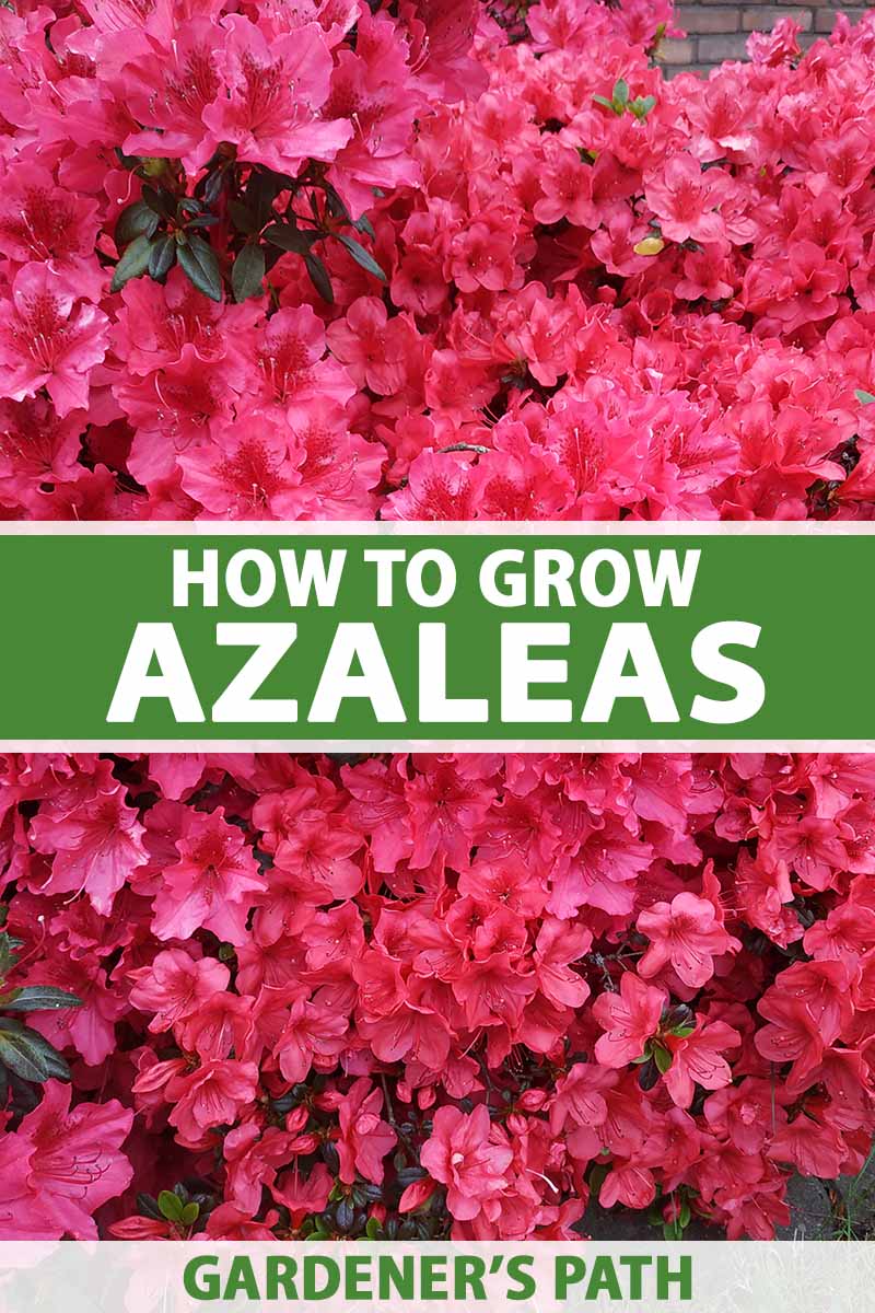 A close up vertical image of bright pink azaleas growing in the garden pictured in front of a brick wall. To the center and bottom of the frame is green and white text.