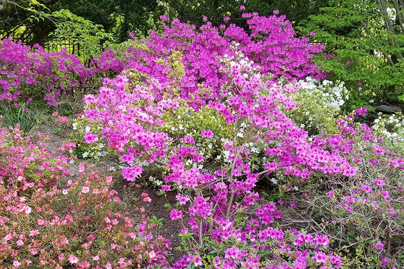 A close up horizontal image of a large swath of flowering azaleas growing in the garden in a part shade location.