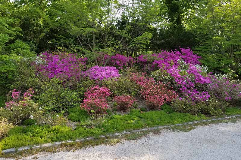 A horizontal image of flowering azaleas growing in a shady spot by the side of a pathway with perennial shrubs and trees in the background.