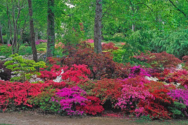 A horizontal image of a large swath of azaleas in full bloom growing underneath trees with a variety of different perennials in the background.