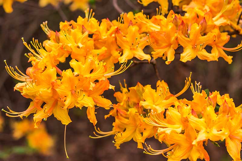 A close up horizontal image of bright orange azalea flowers growing in the garden pictured on a soft focus background.