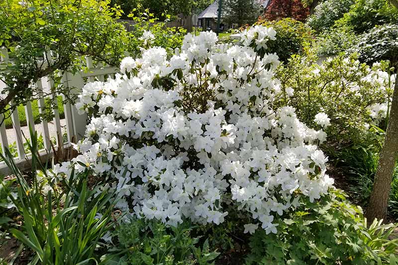 A close up horizontal image of a white azalea shrub growing by a picket fence surrounded by perennials pictured in light sunshine.