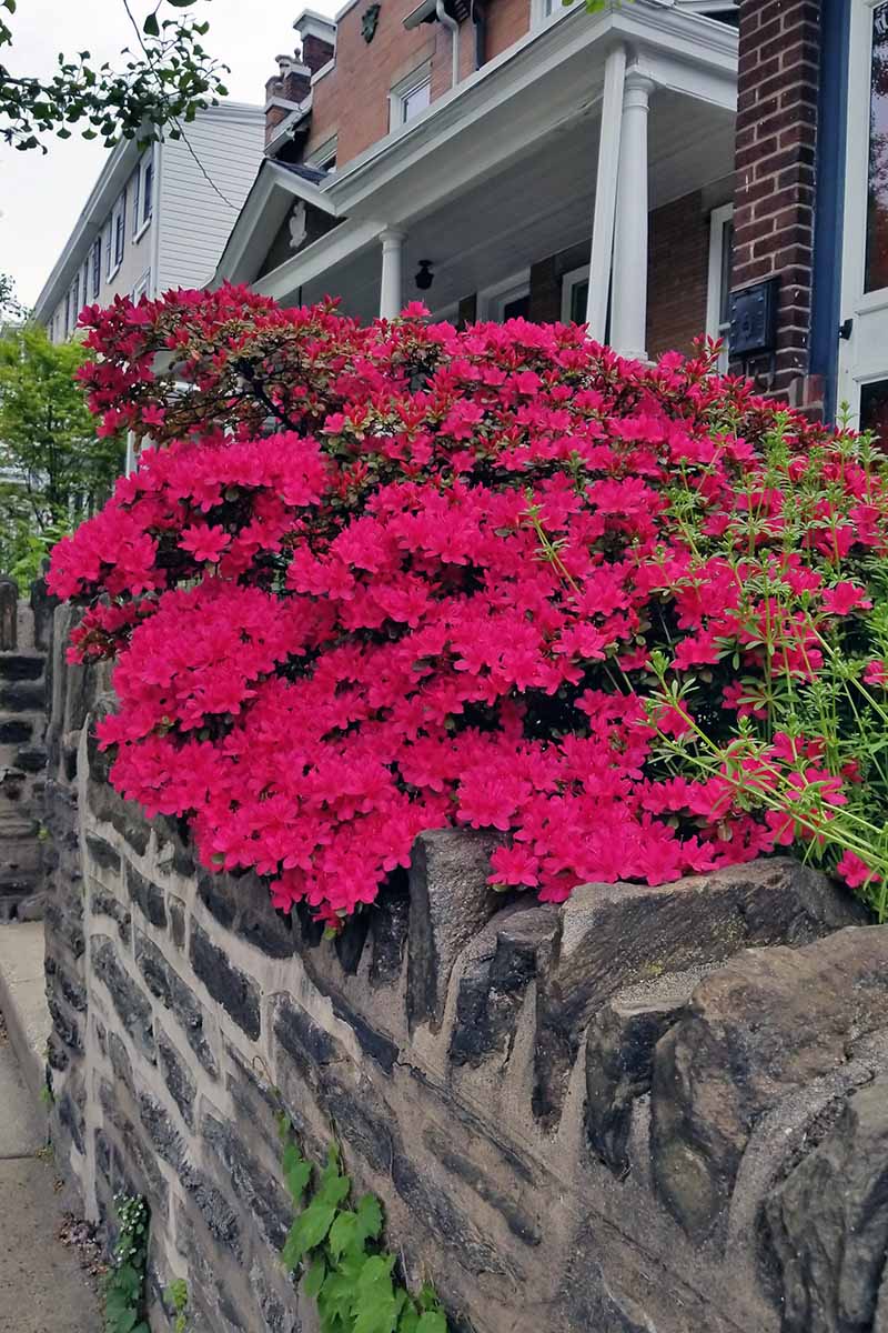 A vertical image of a bright red azalea spilling over a stone wall with houses in the background.