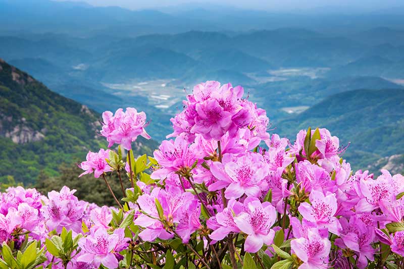 A horizontal image of a pink flowering azalea growing on the side of a mountain with a view into the valley in the background.