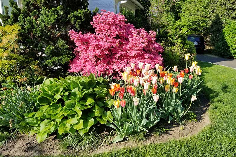 A horizontal image of a perennial border planted with tulips, hostas, and a large pink azalea pictured in bright sunshine.