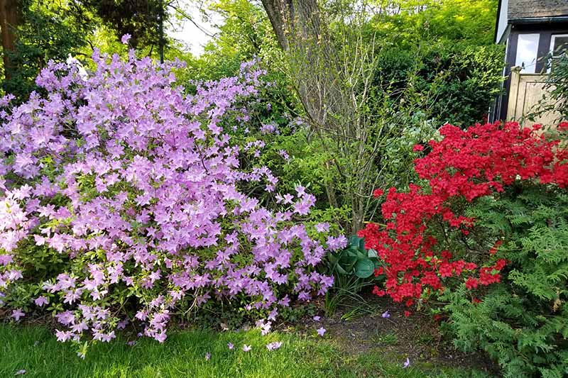 A close up horizontal image of red and purple flowering azaleas growing in a perennial border outside a home.