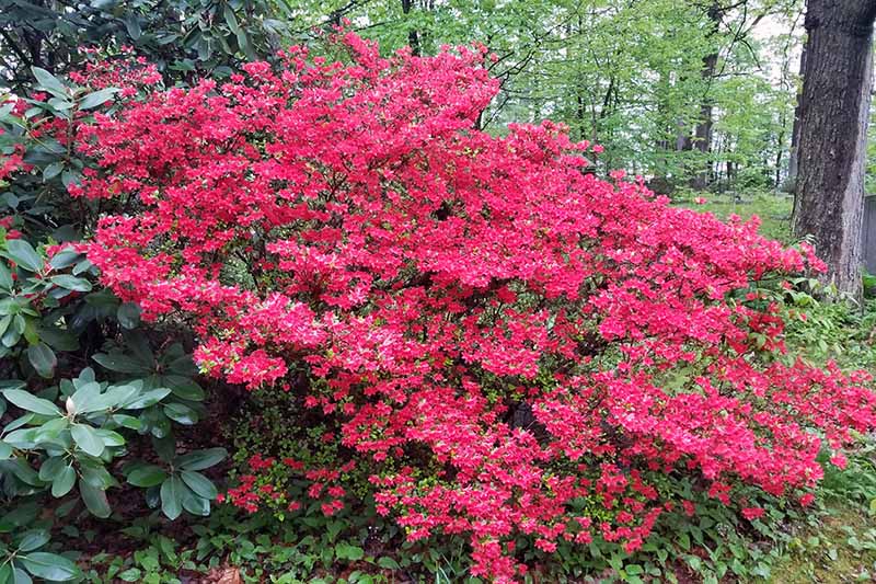 A close up horizontal image of a large red azalea shrub in full bloom in a shady location with trees in soft focus in the background.