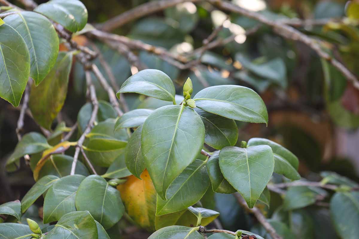 A close up horizontal image of flower buds on a camellia shrub, growing in the garden pictured on a soft focus background.