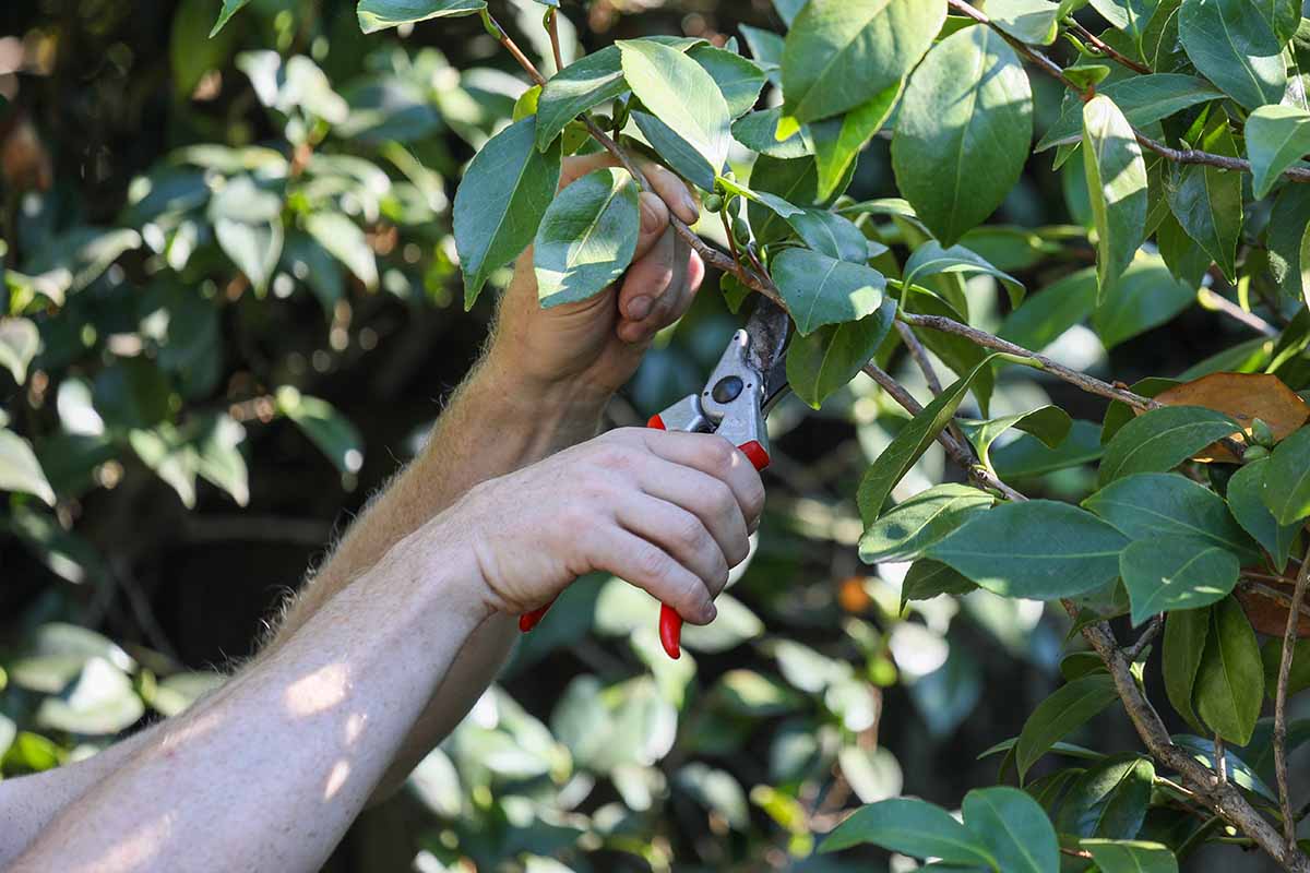 A close up horizontal image of a gardener on the left of the frame trimming branches from a shrub in the garden.