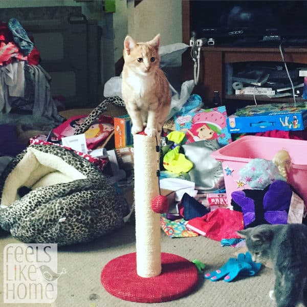 A kitten on top of a scratching post