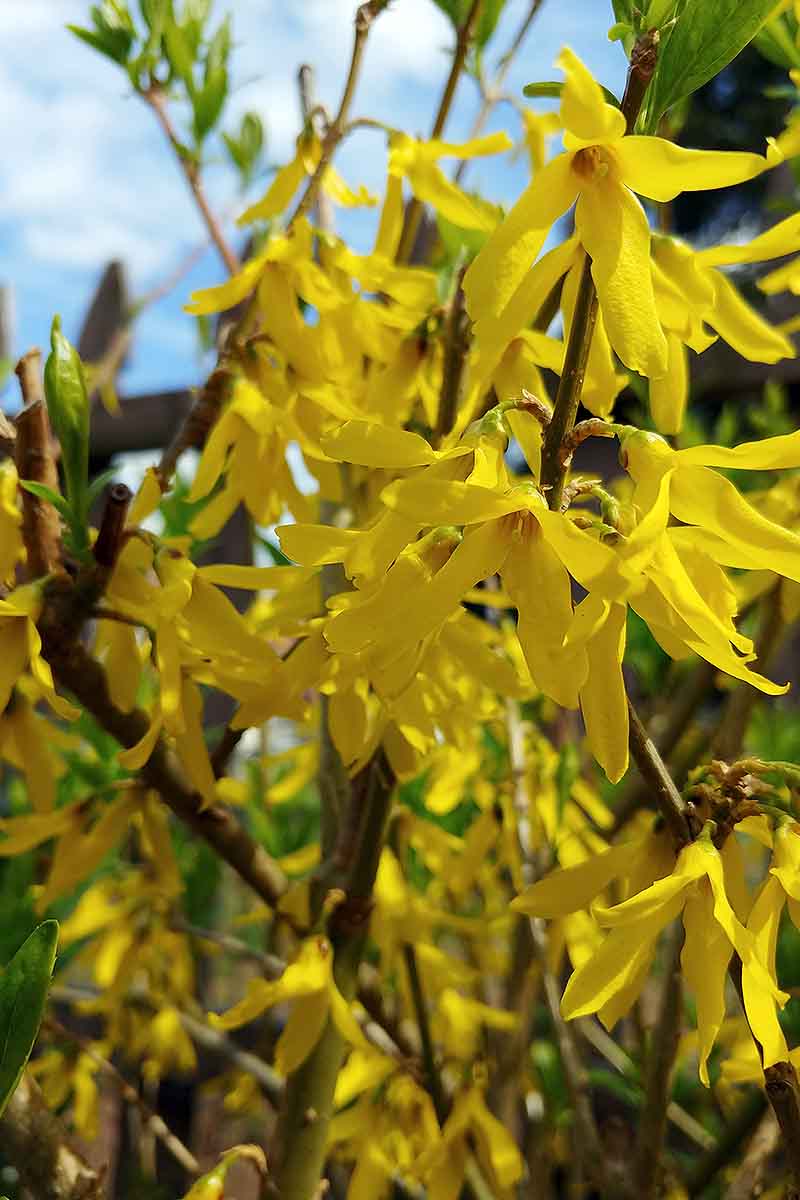 A vertical close up picture of bright yellow forsythia blooming in springtime, with light green foliage with blue sky in soft focus in the background.