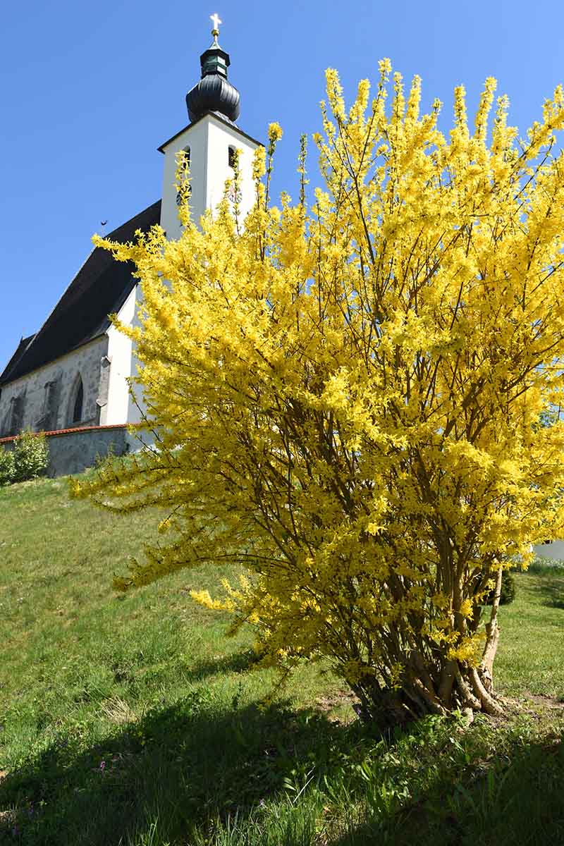 A vertical picture of a forsythia shrub with bright yellow blooms planted in a lawn with a church in the background and blue sky.