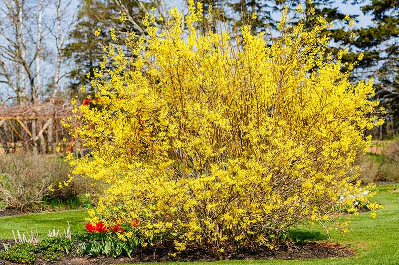 A large, mature forsythia shrub growing in the garden, in full bloom with bright yellow flowers in springtime, amongst tulips, with lawns surrounding it and trees in soft focus in the background.