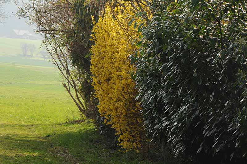 On the edge of a green field grows a large forsythia plant with bright yellow spring blooms, surrounded by green foliage.