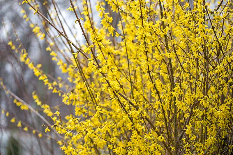 A close up of the upright branches of the forsythia shrub, adorned with yellow flowers in the springtime, growing in the garden on a soft focus background.