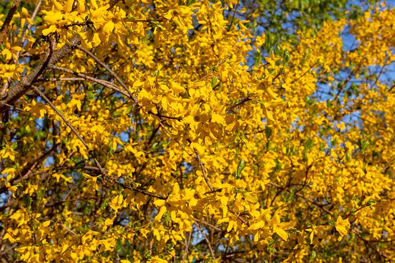 A close up of a large forsythia in full bloom with yellow flowers and green foliage, pictured in bright sunshine with blue sky in the background.