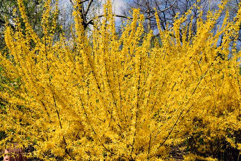 A large forsythia plant in full bloom with upright branches and yellow flowers with trees in soft focus in the background.