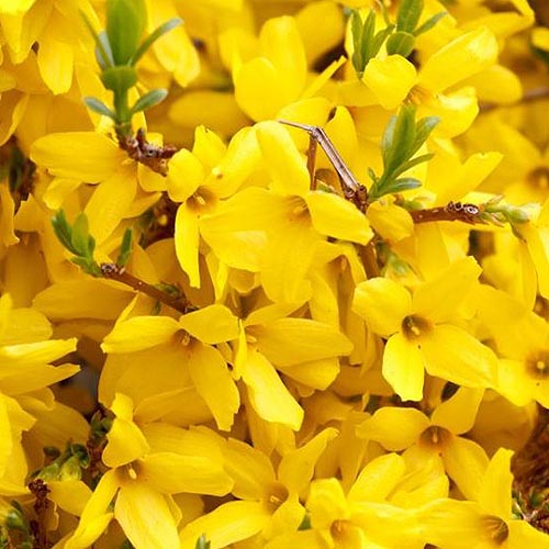 A close up of the vibrant yellow flowers of the 'Gold Tide' variety of forsythia, pictured in bright sunshine.