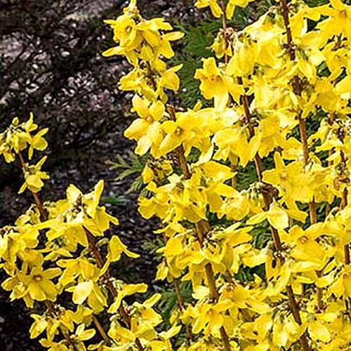 A close up of the bright yellow flowers of the 'Magical Gold' variety of forsythia, growing in the garden in bright sunshine with trees in soft focus in the background.