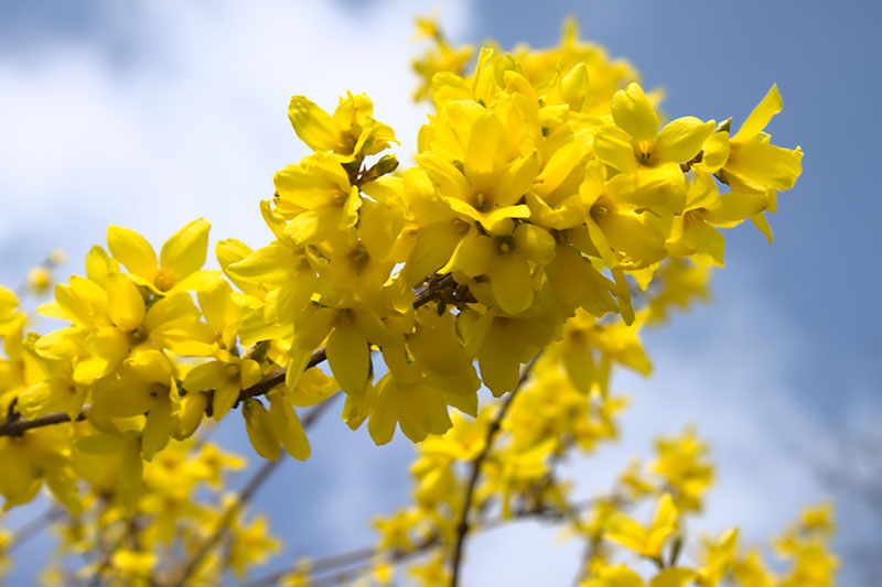 A close up of the densely packed bright yellow blooms of the spring flowering forsythia, with blue sky and clouds in the background.