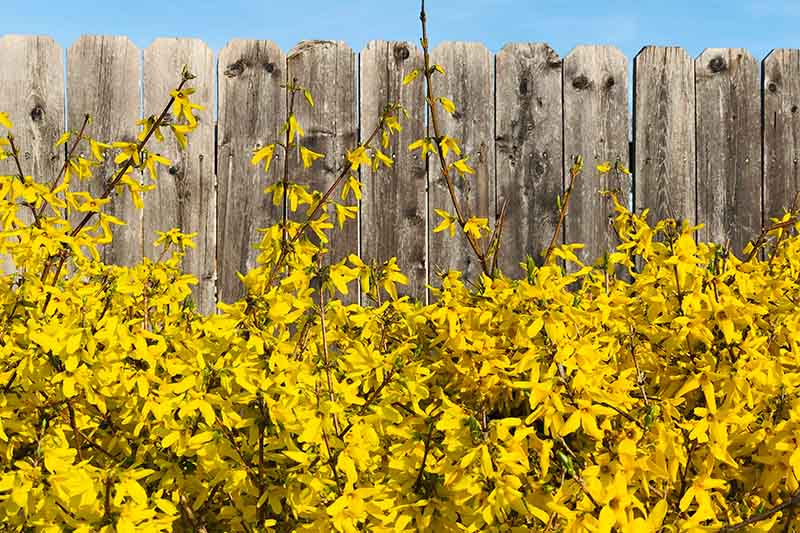 A close up of a flowering forsythia hedge with bright yellow flowers in front of a wooden fence with a blue sky background.