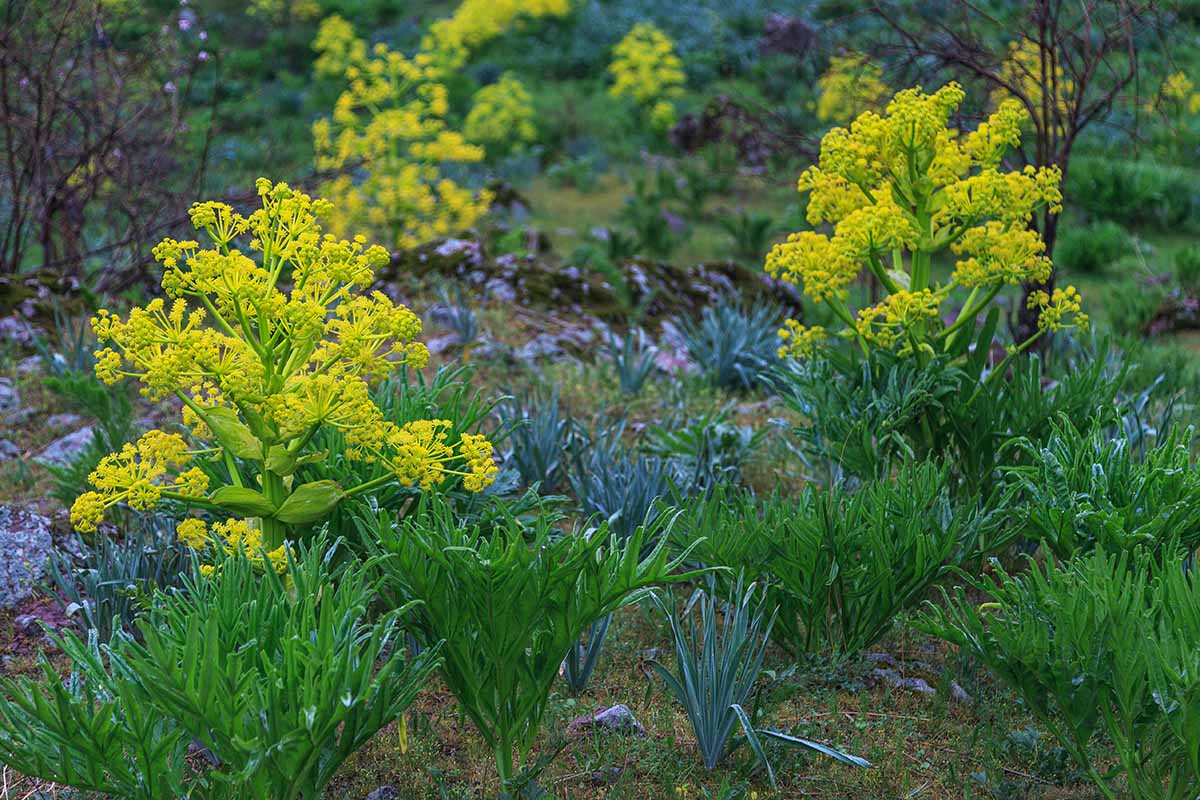 A horizontal image of Ferula assa-foetida plants growing in the garden.