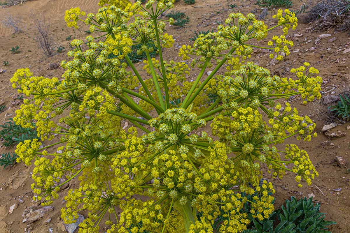 A close up horizontal image of an asafetida (Ferula assa-foetida) plant in bloom in a dry garden.