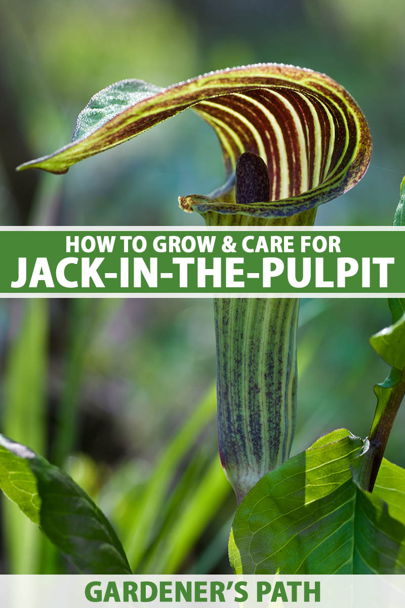 A close up vertical image of jack-in-the-pulpit (Arisaema triphyllum) growing in the garden pictured on a soft focus background. To the center and bottom of the frame is green and white printed text.