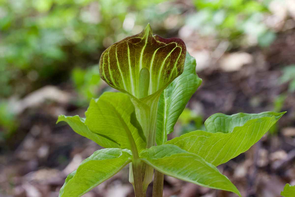 A close up horizontal image of a purple and green striped Arisaema triphyllum flower pictured on a soft focus background.