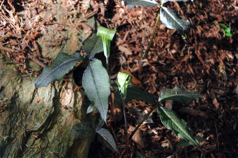 A close up horizontal image of the flowers and foliage of Arisaema triphyllum 'Black Jack' growing in a shady spot.