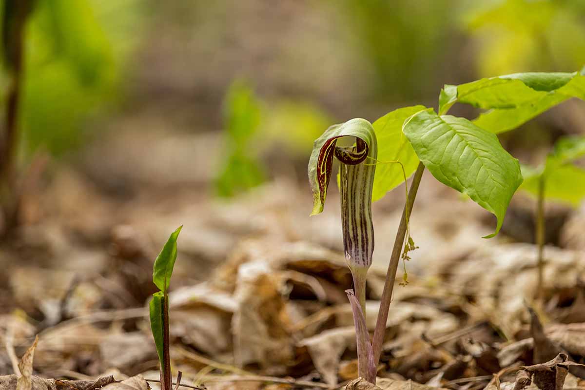 A close up horizontal image of a small jack-in-the-pulpit (Arisaema triphyllum) flower growing in the spring garden.