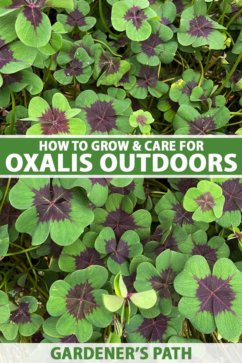 A close up vertical image of the green and purple foliage of Oxalis 'Iron Cross' aka lucky clover growing in the garden. To the center and bottom of the frame is green and white printed text.