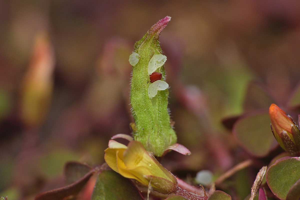 A close up horizontal image of a seed pod from a shamrock plant pictured on a soft focus background.