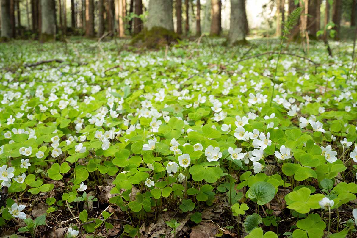 A close up horizontal image of a carpet of common wood sorrel growing wild in a forest.