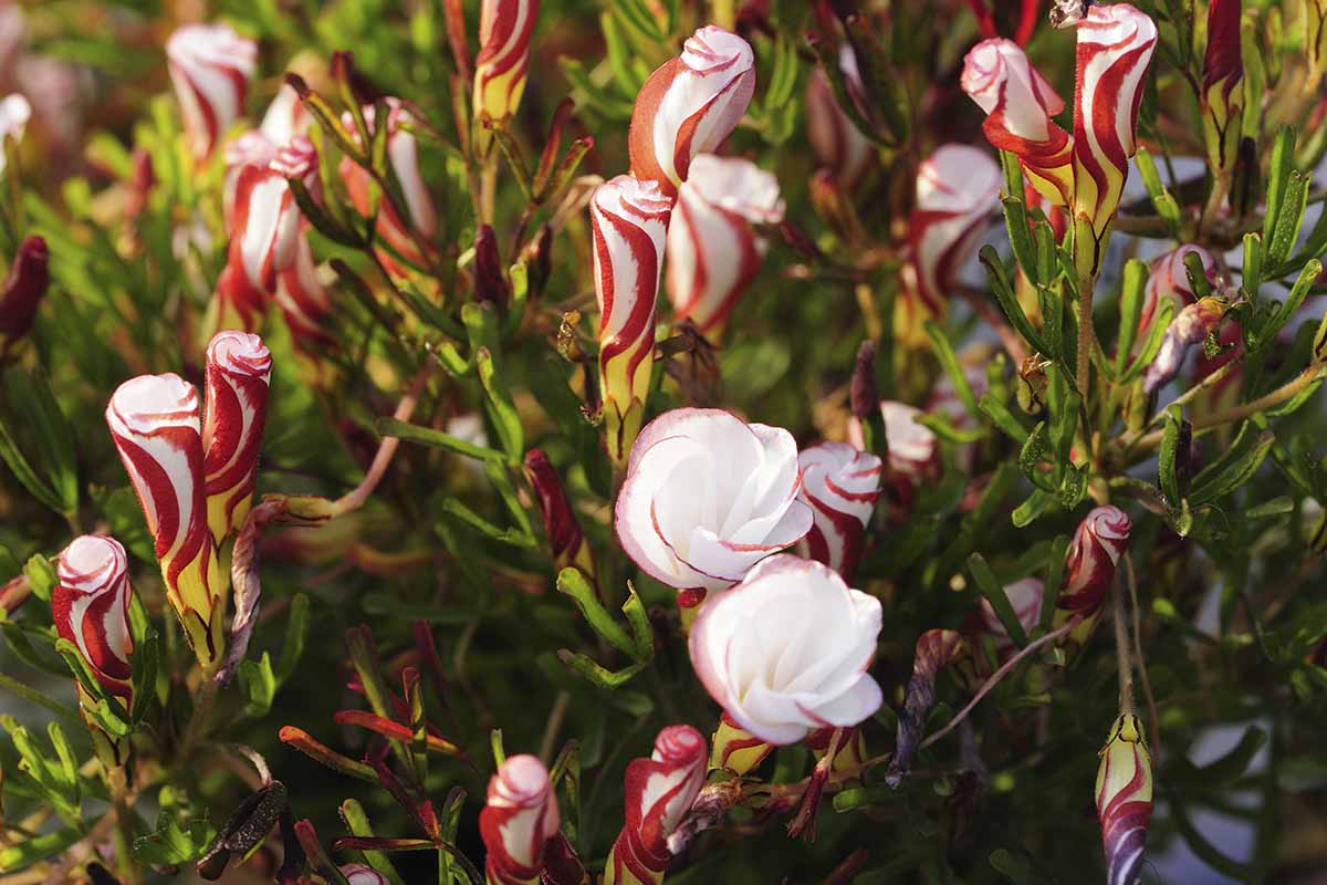 A close up horizontal image of candy cane oxalis growing in the garden pictured in light sunshine.