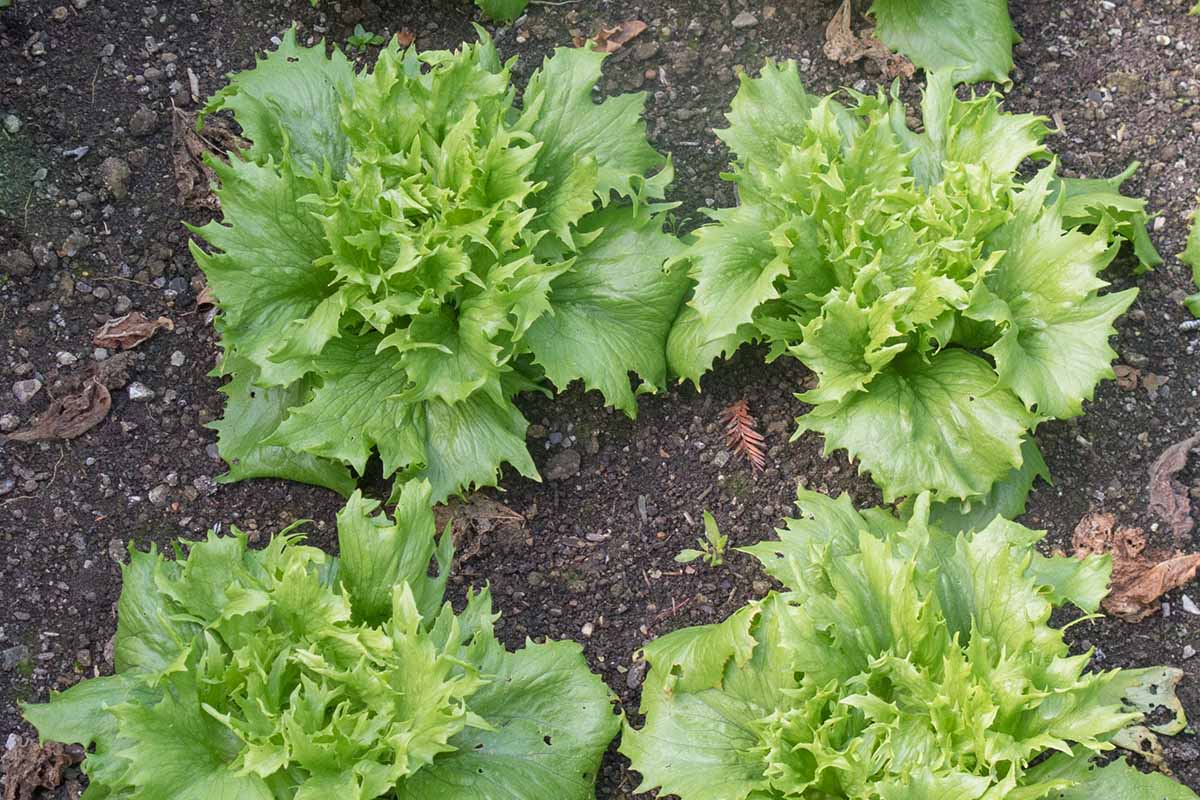 A close up horizontal image of \'Ice Queen\' lettuce growing in the garden.