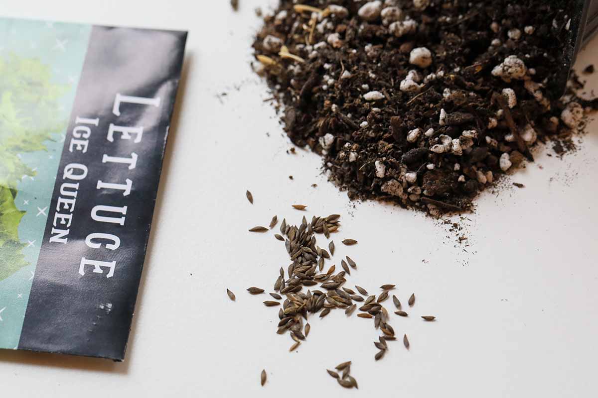 A close up horizontal image of a seed packet with seeds and soil scattered on a white surface.