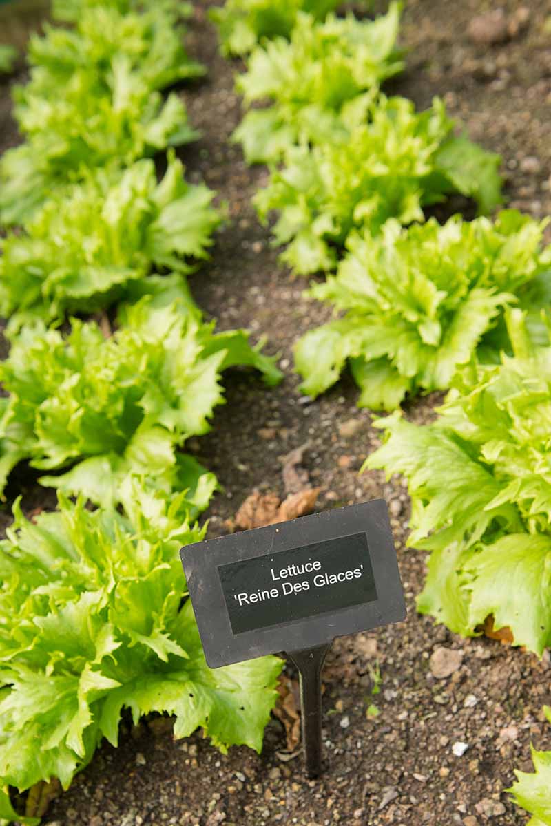 A vertical image of two rows of \'Reines des Glaces\' crisphead lettuce growing in the garden.