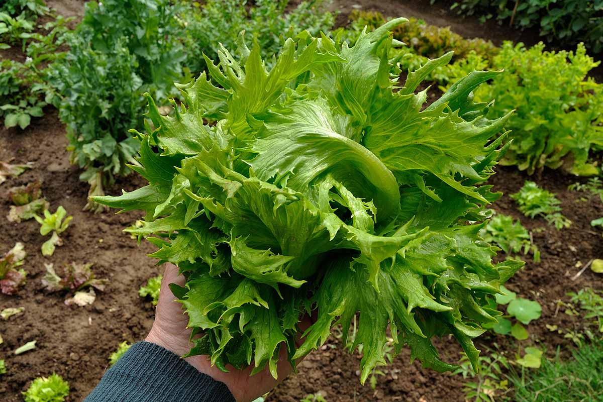 A close up horizontal image of a hand from the bottom of the frame holding up a head of ice queen lettuce freshly harvested from the garden.